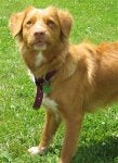 NovaScotiaDuckTollingRetrieverHolly10Months5.jpg